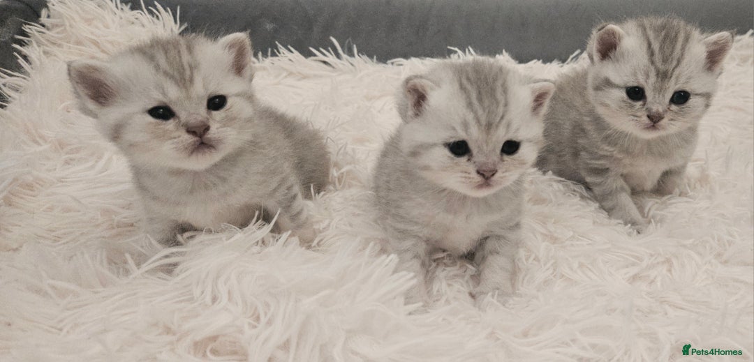 British Shorthair cats for sale: BRITISH SHORTHAIR CHAMPION BLOODLINE - Image 23