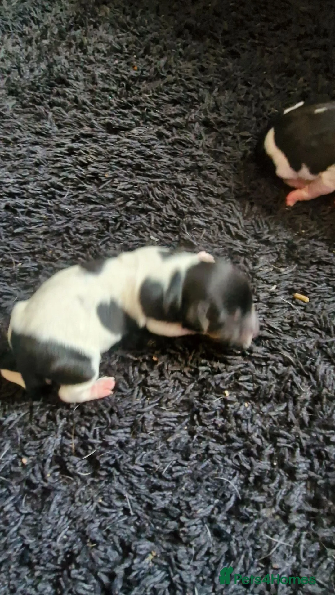 Jack Russell dogs for sale: Jack Russell puppies  - Advert 2