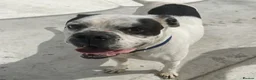 Mixed Breed dogs for adoption: CHARLIE 4yr old Mixed Breed - Advert 2