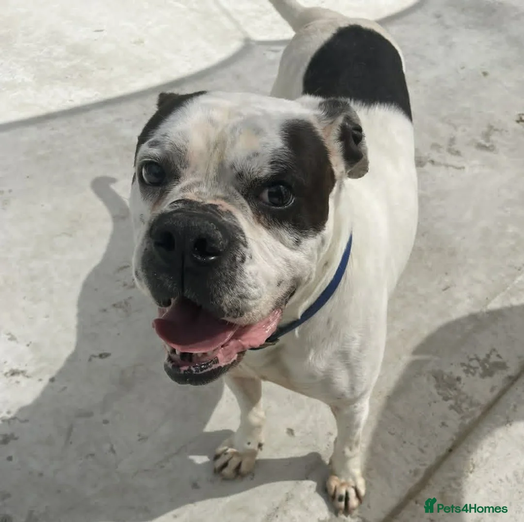 Mixed Breed dogs for adoption: CHARLIE 4yr old Mixed Breed - Advert 2