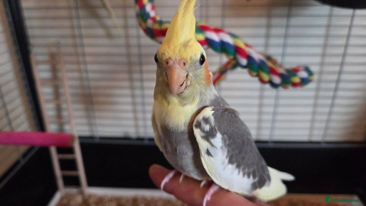 Cockatiels birds - Advert 4
