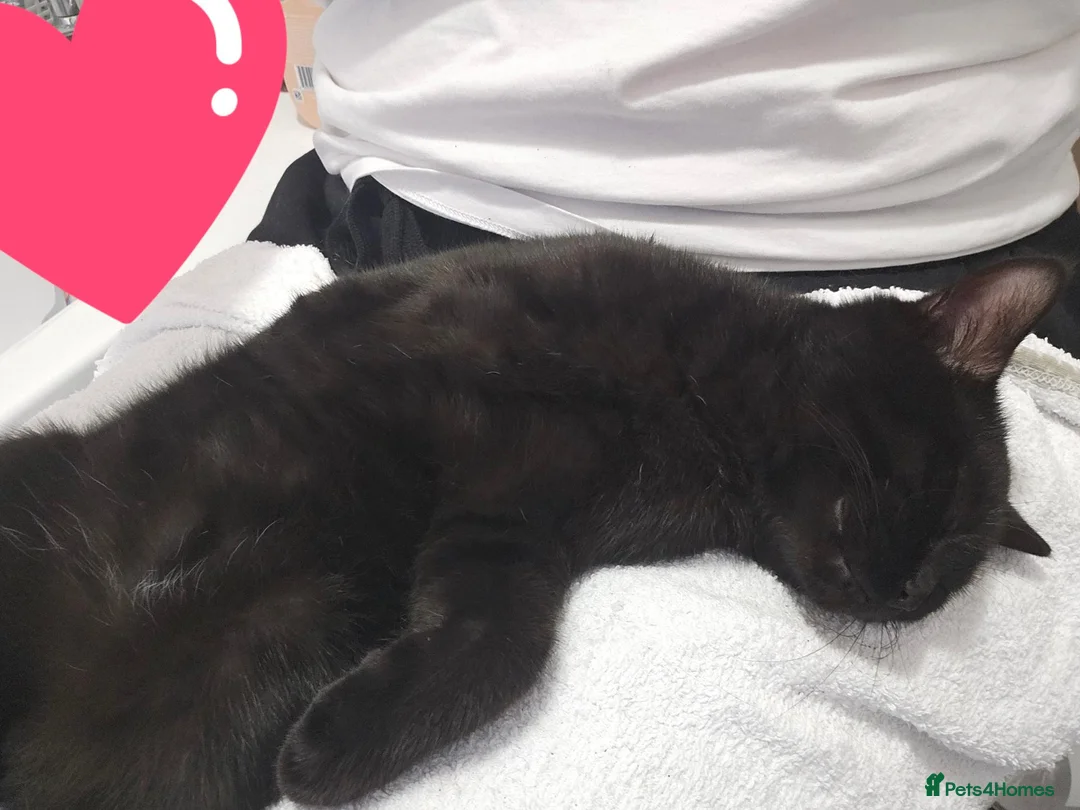 British Shorthair cats for sale: 🐾 Ready now! Loving BSH Lap Black Panther 💗🐾 - Advert 8