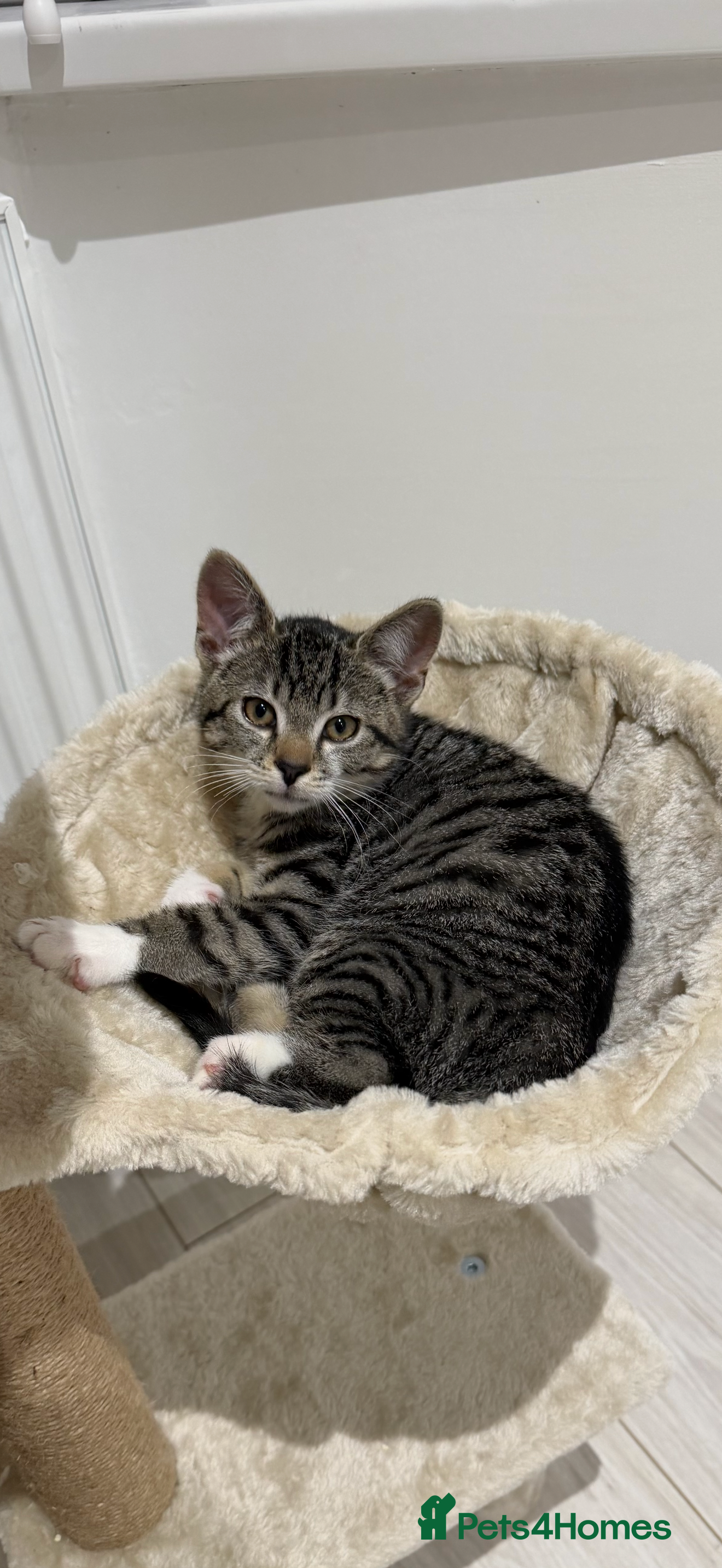 Domestic Shorthair cats Tabby Male cat for sale - Advert 16