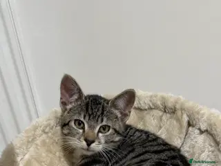 Domestic Shorthair cats Tabby Male cat for sale - Advert 16