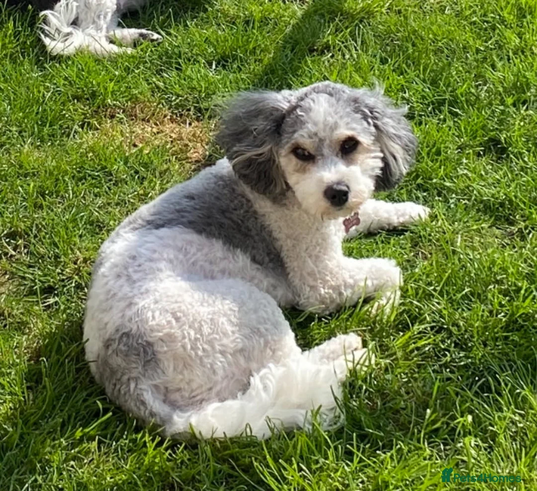 Cavapoochon dogs for sale: Beautiful Rare Phantom Toy Cavapoochon Puppies - Advert 7