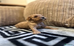 Cavapoo dogs for sale: 🐶 Beautiful Red Cavapoo Puppies – Ready November  - Image 28