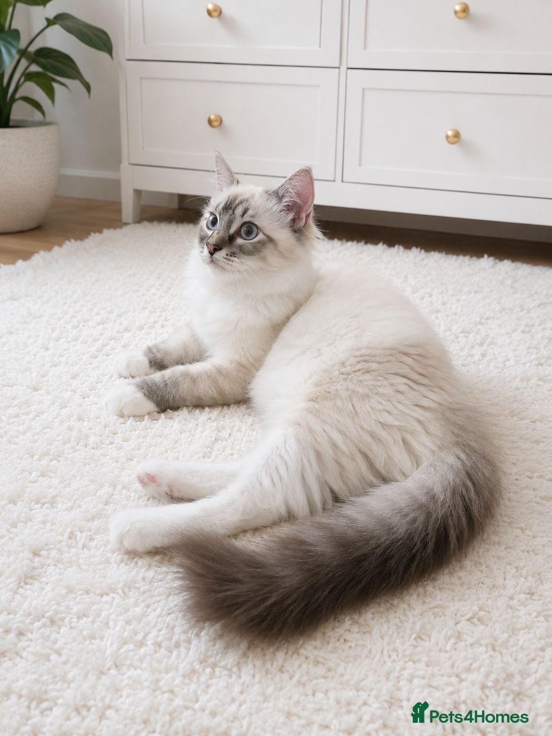 Ragdoll cats 😻Beautiful GCCF Registered Ragdoll Kittens😻 - Advert 1