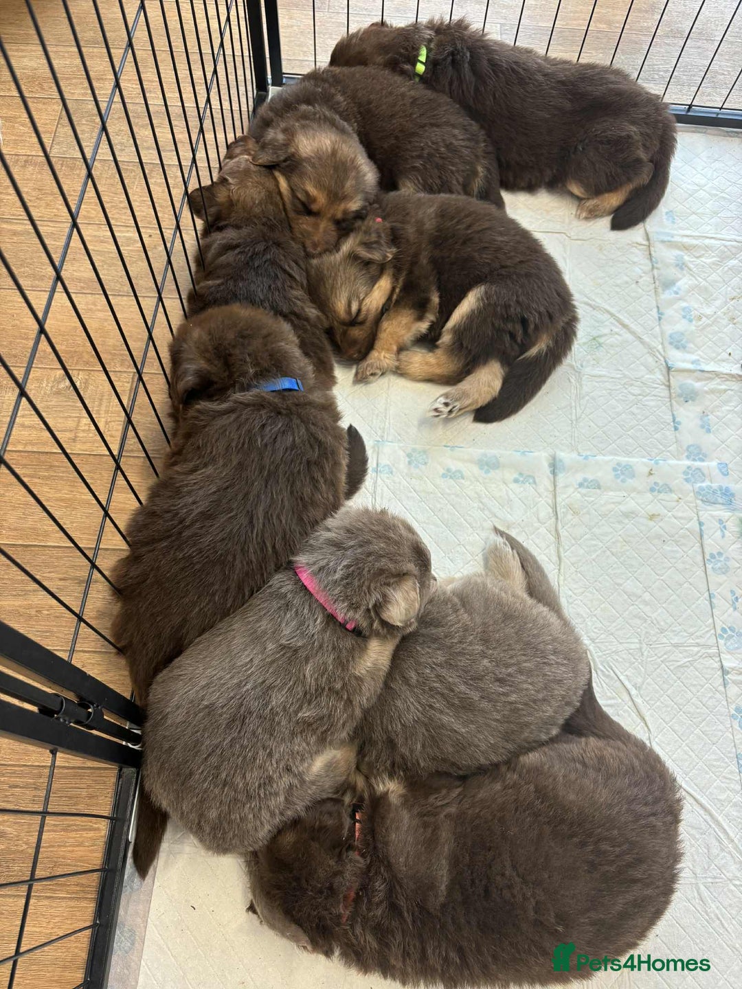 German Shepherd dogs for sale: READY TO leave 1 left German Shepherd kc reg pups - Advert 31