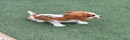 Cavalier King Charles Spaniel dogs for sale: Boy still available - health tested parents  - Advert 4