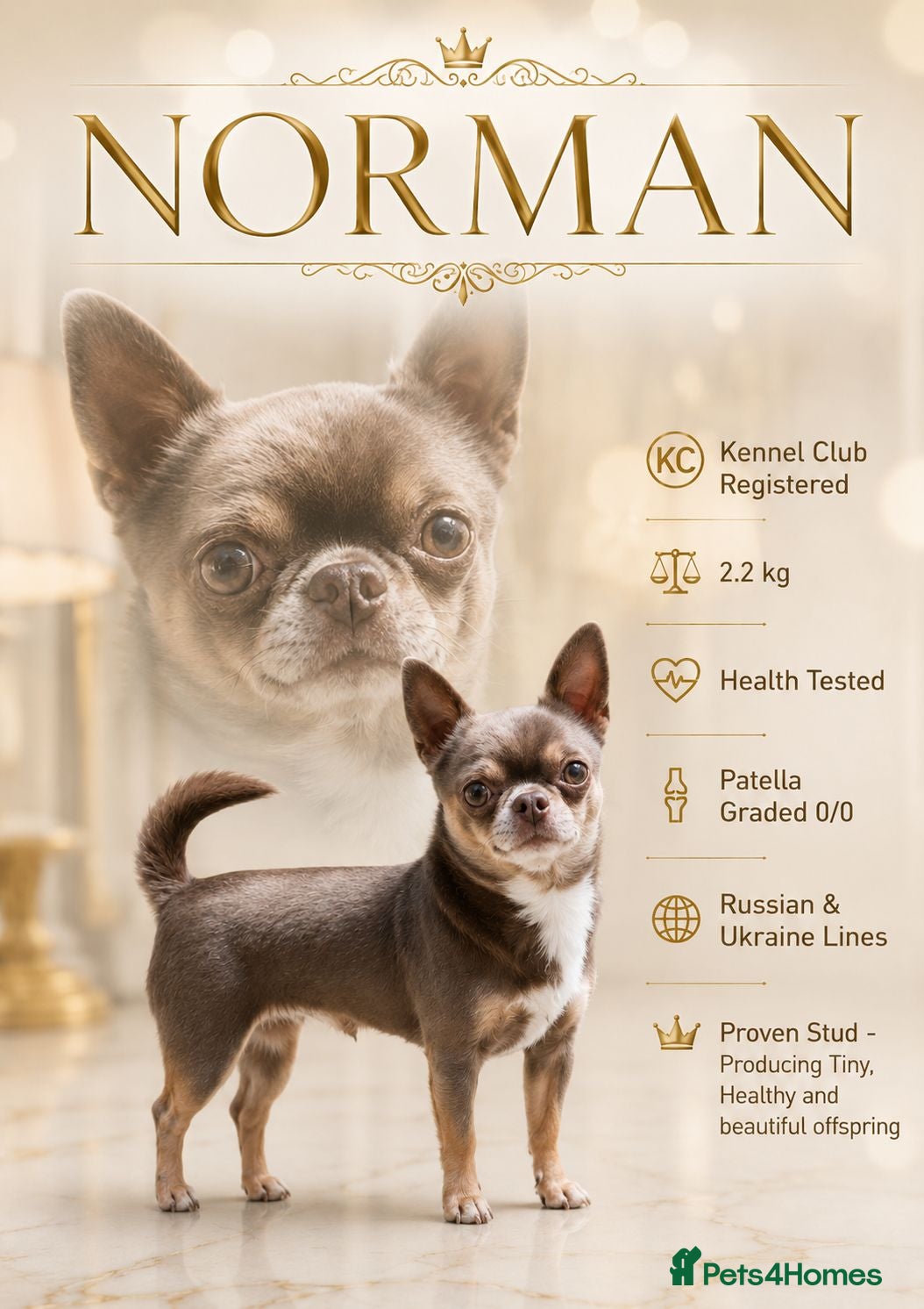 Chihuahua dogs KC reg-Health tested-PROVEN  - Advert 3