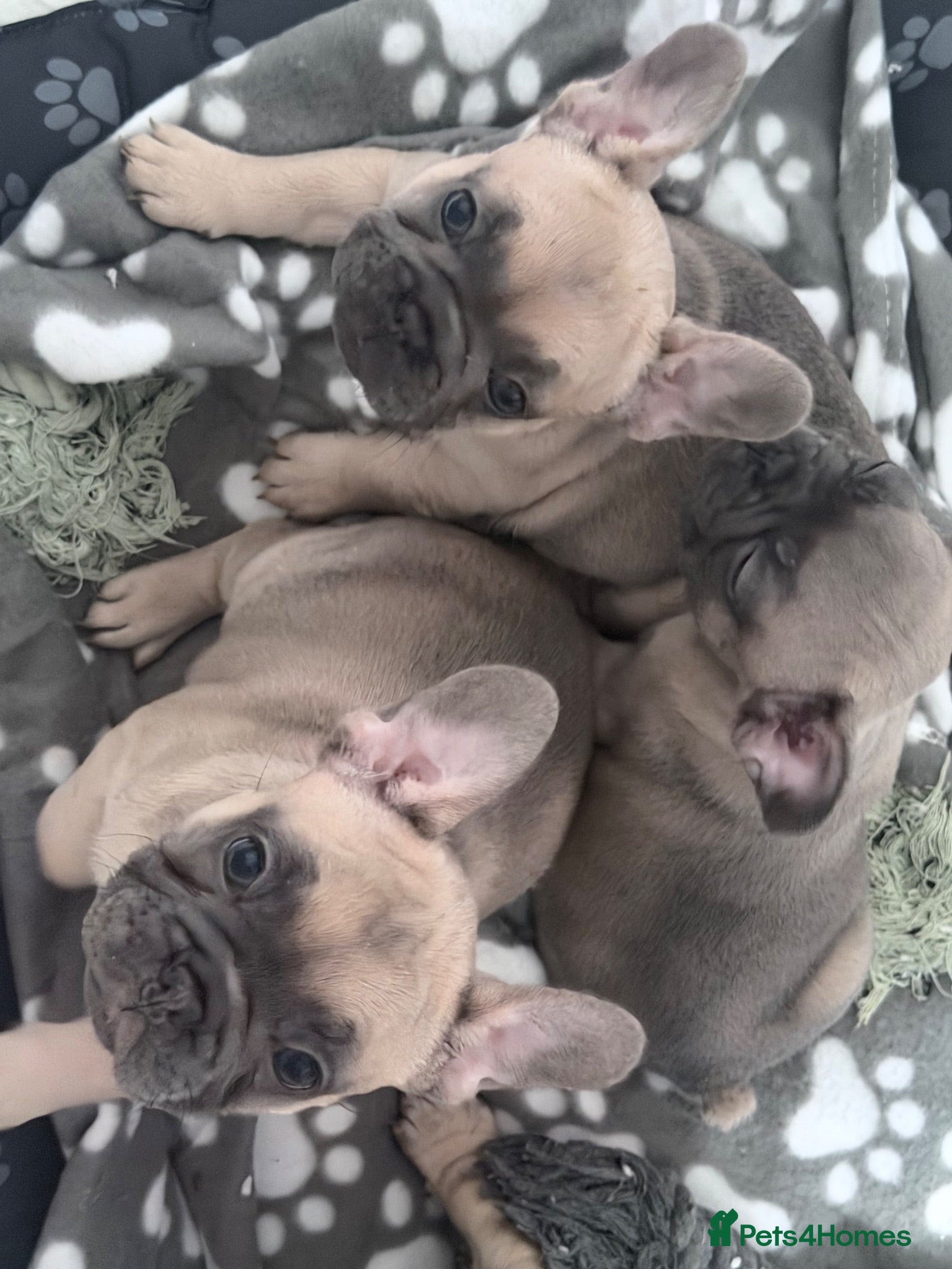 French Bulldog dogs Female Frenchie puppies - Advert 1