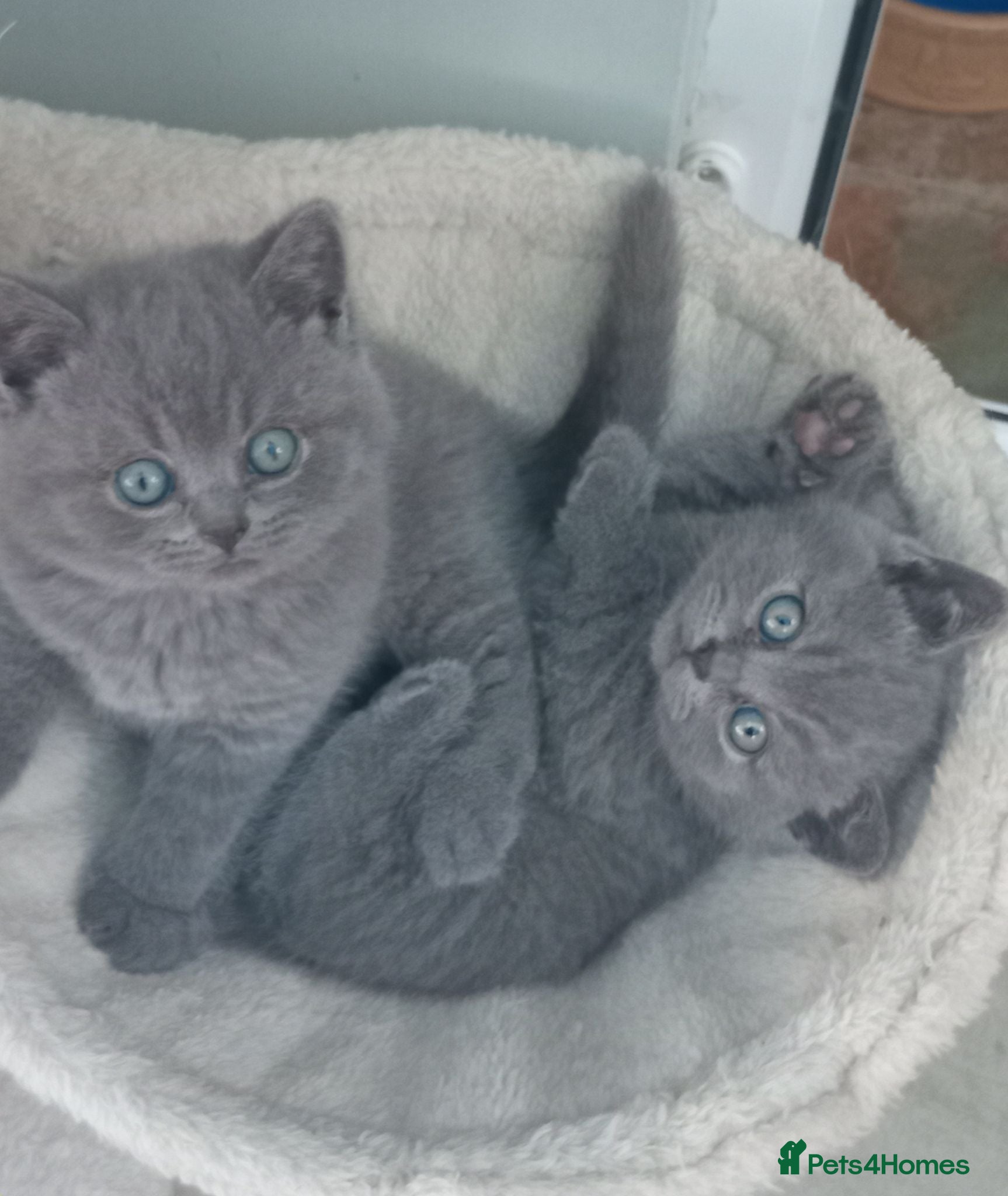 British Shorthair cats Gorgeous British short-hair kittens  - Advert 1