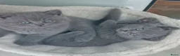 British Shorthair cats for sale: Gorgeous British short-hair kittens  - Advert 1