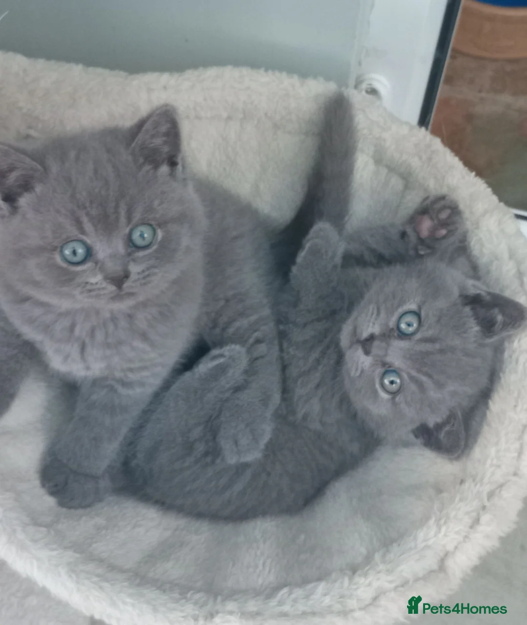 British Shorthair cats for sale: Gorgeous British short-hair kittens  - Advert 1