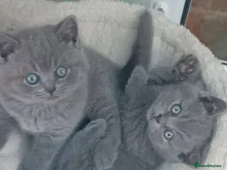 British Shorthair cats Gorgeous British short-hair kittens - Advert 3