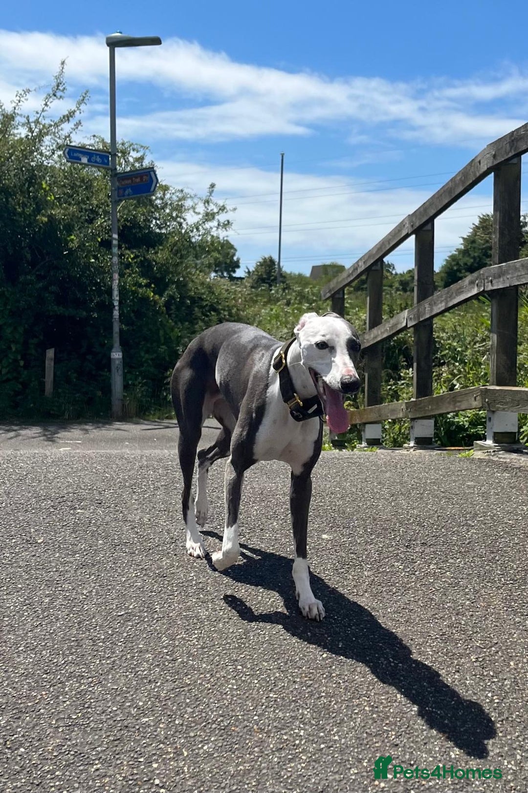 Whippet dogs for stud: Whippet For Stud in Eastbourne - Advert 11