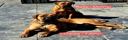 Boerboel dogs for sale: Boreboel (Bella) gave birth, 3 girls left - Advert 5