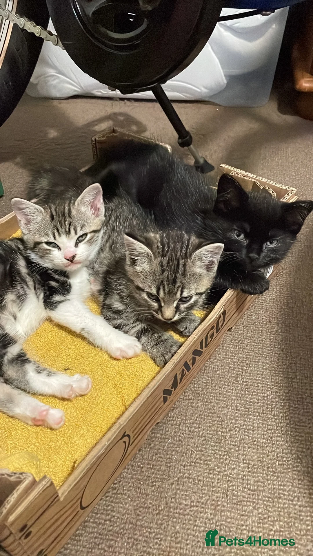 Mixed Breed cats for sale: Three chilled out goofballs - Advert 1