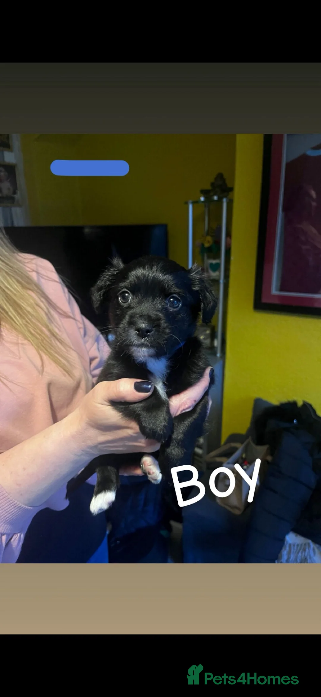 Mixed Breed dogs for sale: Shih Tzu / Jack Russell Hybrid Puppies - Advert 7