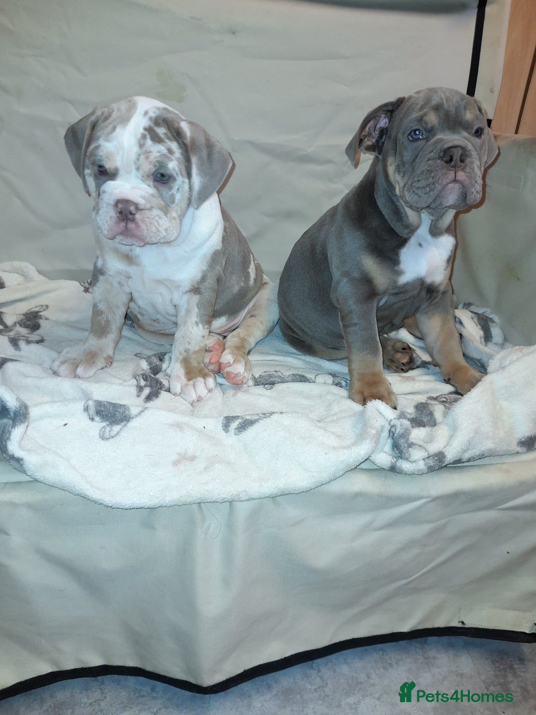 Mixed Breed dogs for sale: F1 olde English bulldog - Advert 40