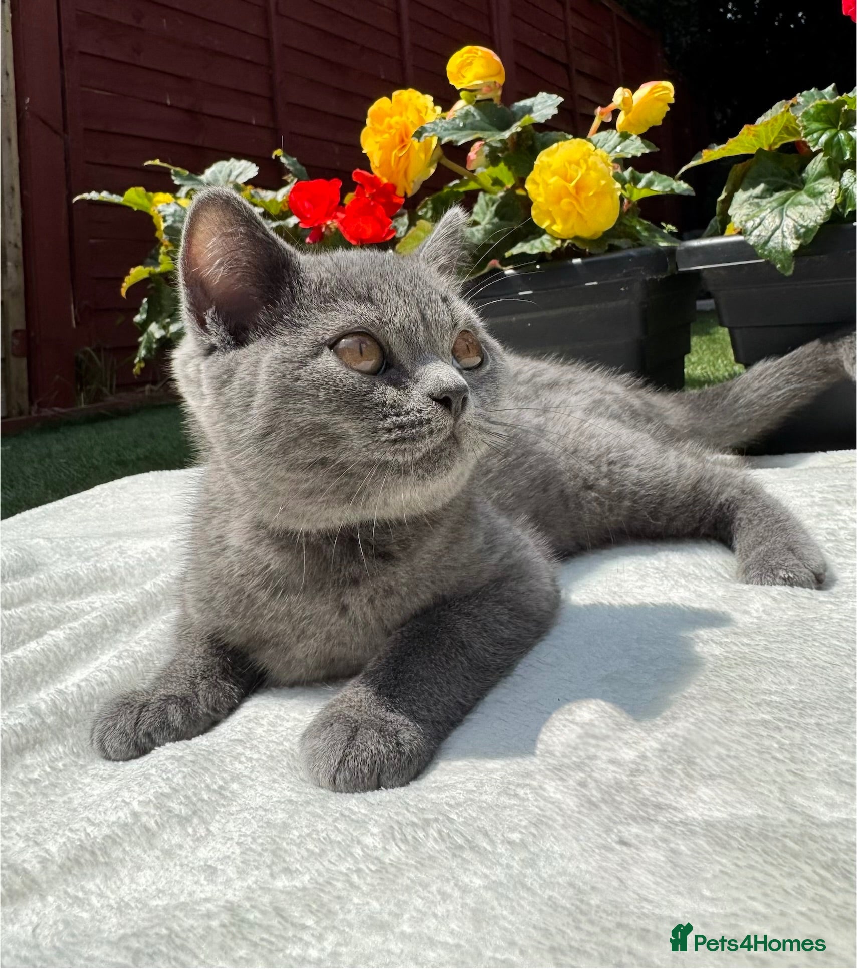 British Shorthair cats Beautiful  Blue British Shorthair Kittens  - Advert 13