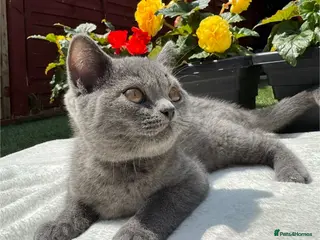 British Shorthair cats Beautiful Blue British Shorthair Kittens - Advert 13
