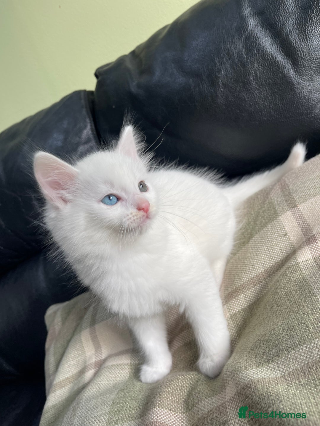 Mixed Breed cats for sale: Beautiful mixed kittens long and shorty hair - Advert 10