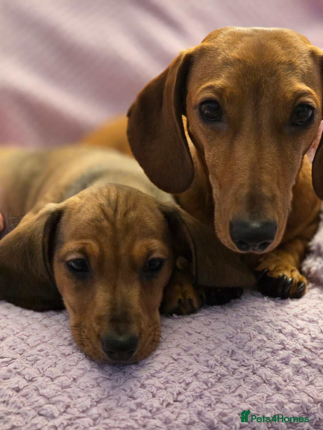 Miniature Dachshund dogs for sale: Miniture dashaunds  - Advert 5