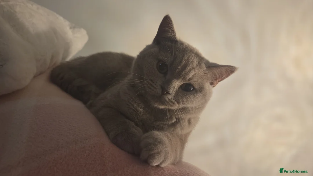 British Shorthair cats for sale: Male British Shorthair for sale in Alloa - Advert 2