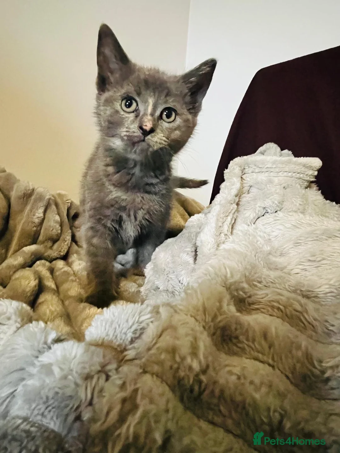 Mixed Breed cats for sale: beautiful kittens Mum is bengal/Maine coone cross  - Advert 1