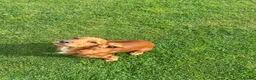 Cocker Spaniel dogs for sale: Cocker spaniel 5 months old  - Advert 5