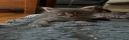 Maine Coon cats for sale: Beautiful maincoon cross ragdolls  - Advert 8