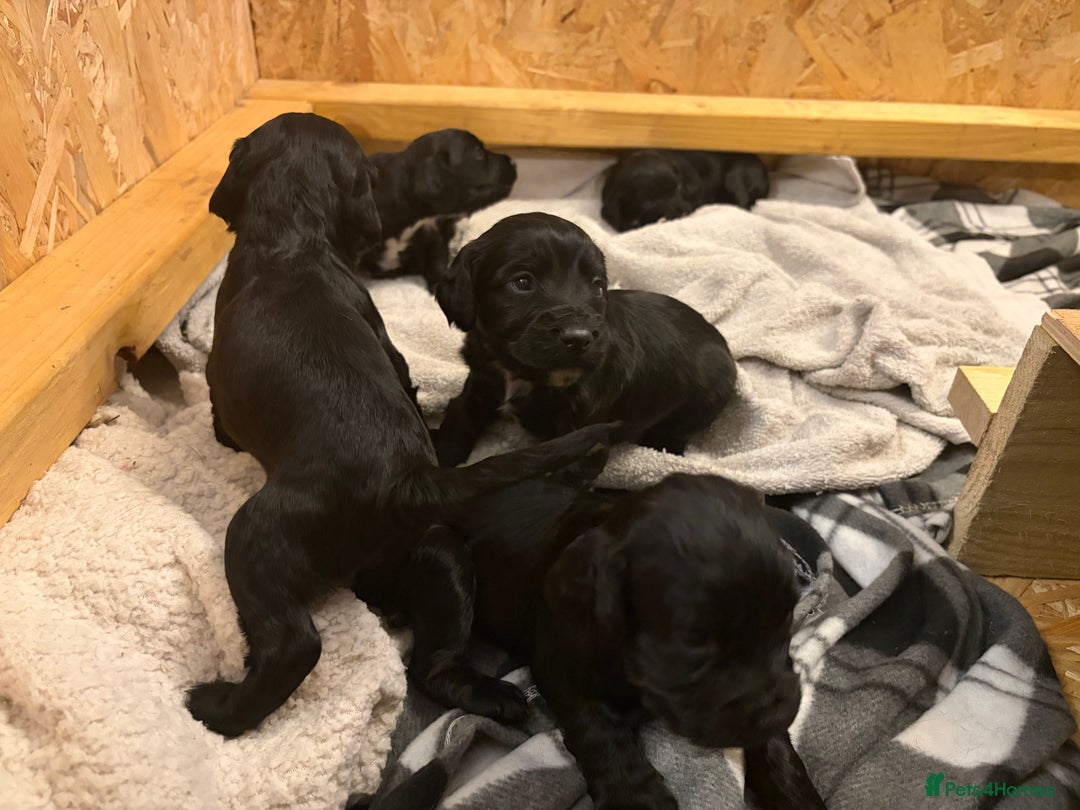 Cocker Spaniel dogs for sale: 6 Working Cocker pups KC registered - Advert 12