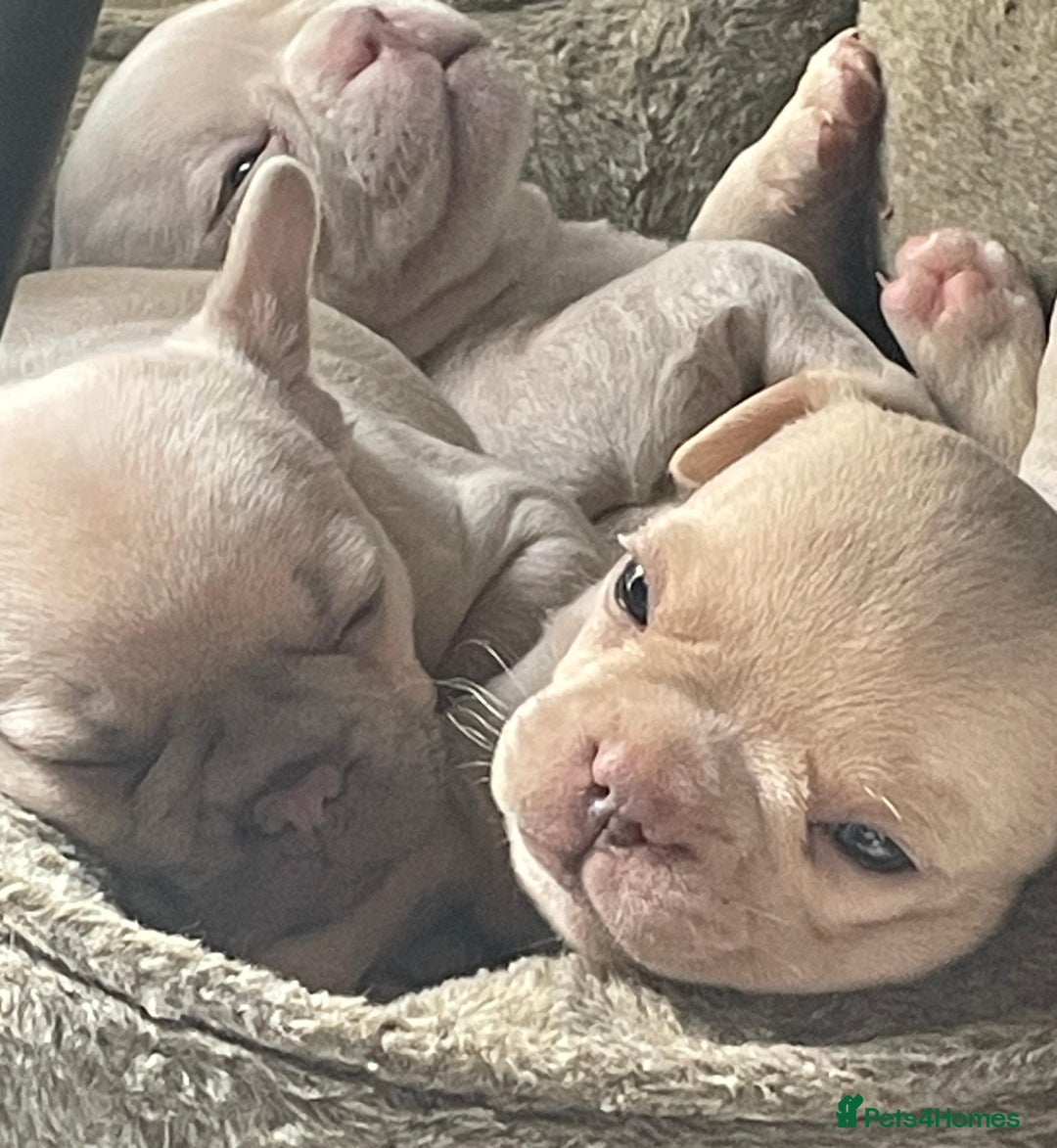 French Bulldog dogs for sale: French Bulldog Puppies – Beautiful, Rare Colours - Image 4