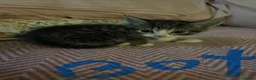 British Shorthair cats for sale: Gorgeous kitten's  - Advert 13