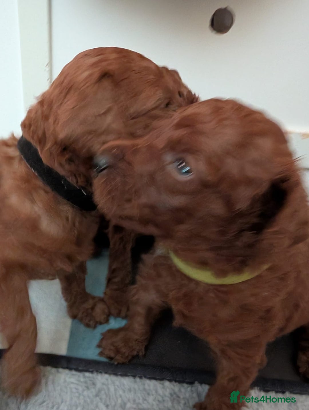 Miniature Poodle dogs for sale: Stunning red miniature poodle - Advert 11