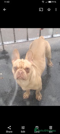 French Bulldog dogs in Birmingham - Advert 1