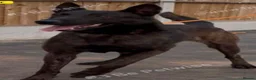Belgian Shepherd Dog dogs for sale: Shadow to find the best home only - Advert 2