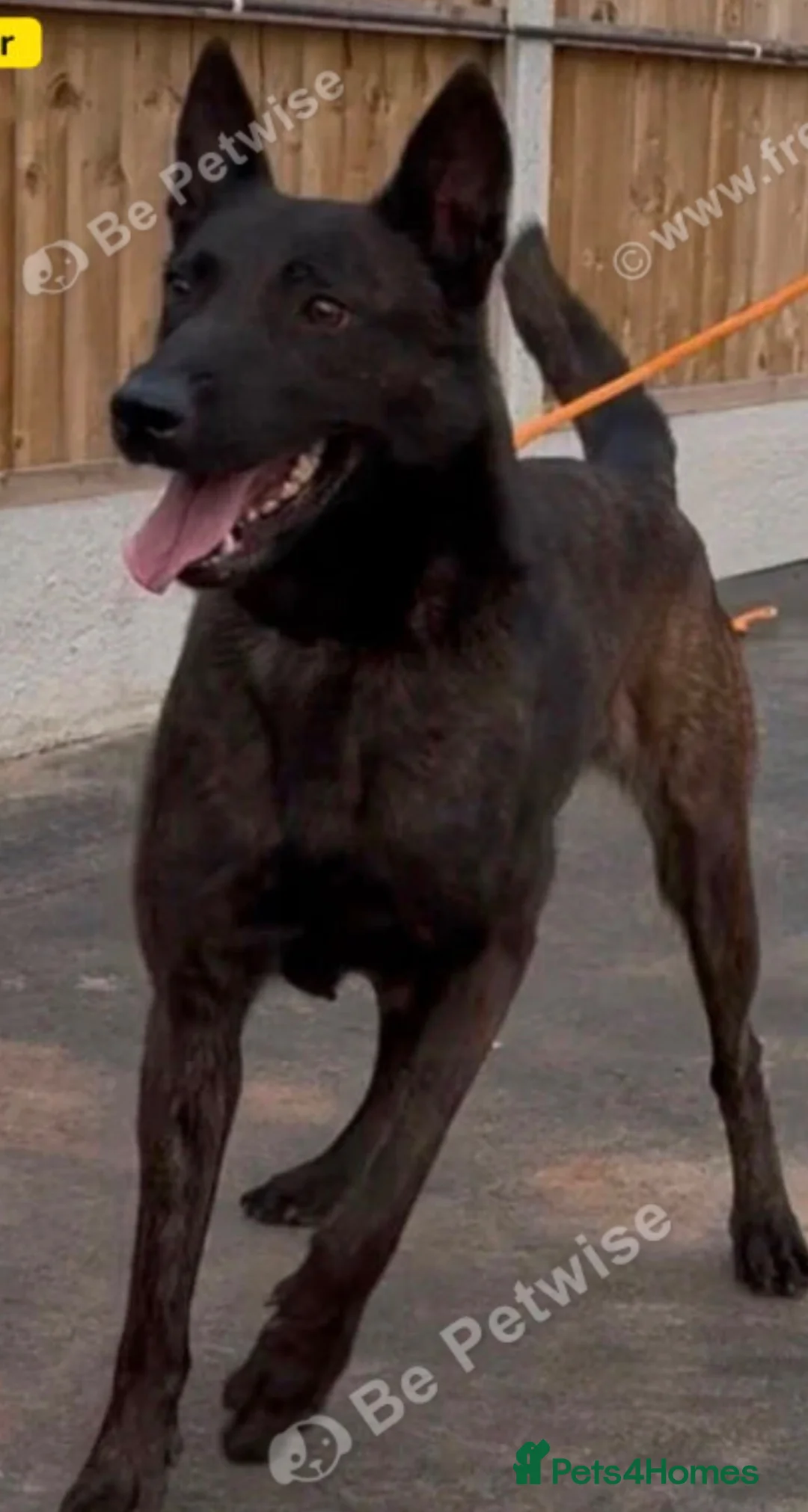 Belgian Shepherd Dog dogs for sale: Shadow to find the best home only - Advert 2