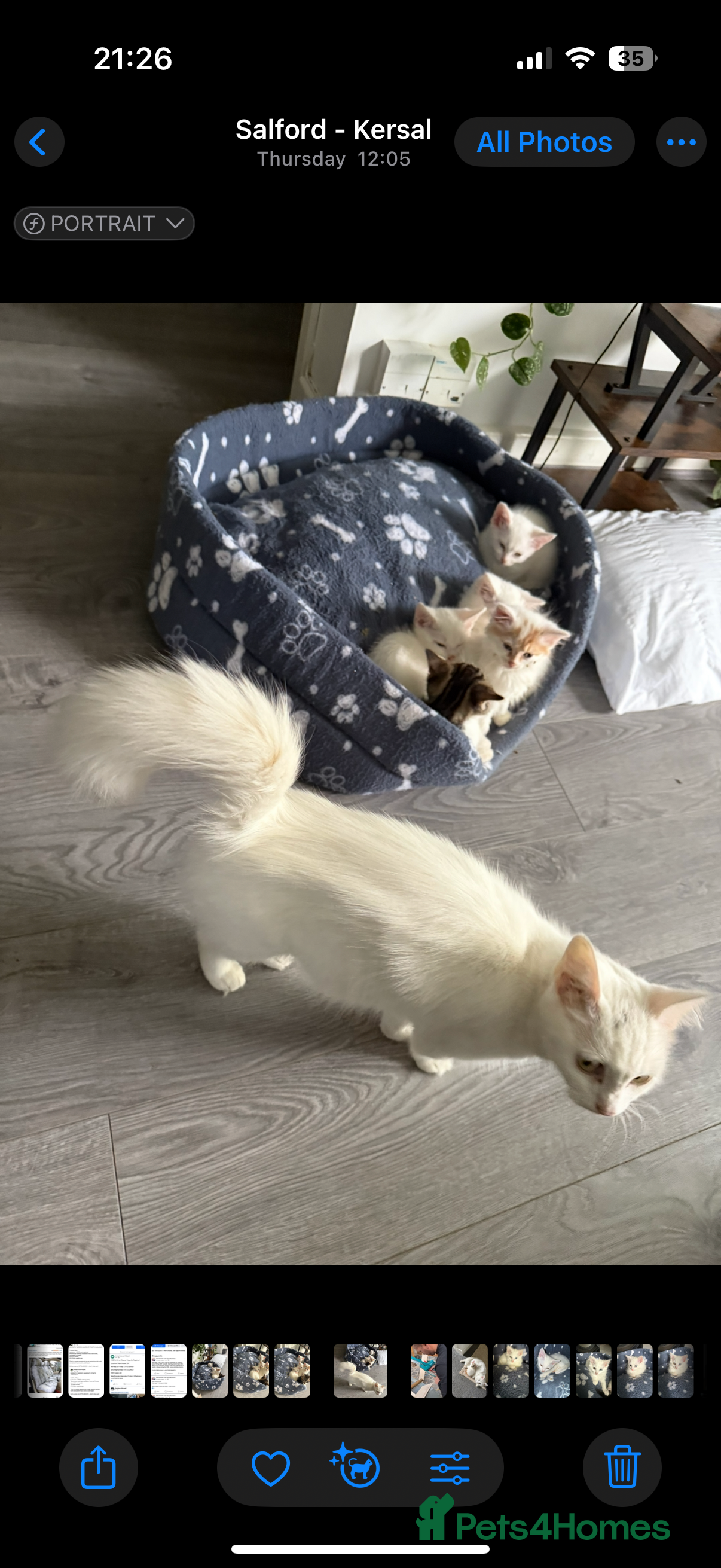 Turkish Angora cats Turkish Angora Kittens  - Advert 1