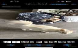 Turkish Angora cats for sale: Turkish Angora Kittens  - Advert 1