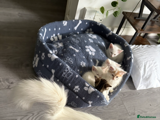 Turkish Angora cats for sale: Turkish Angora Kittens - Advert 1