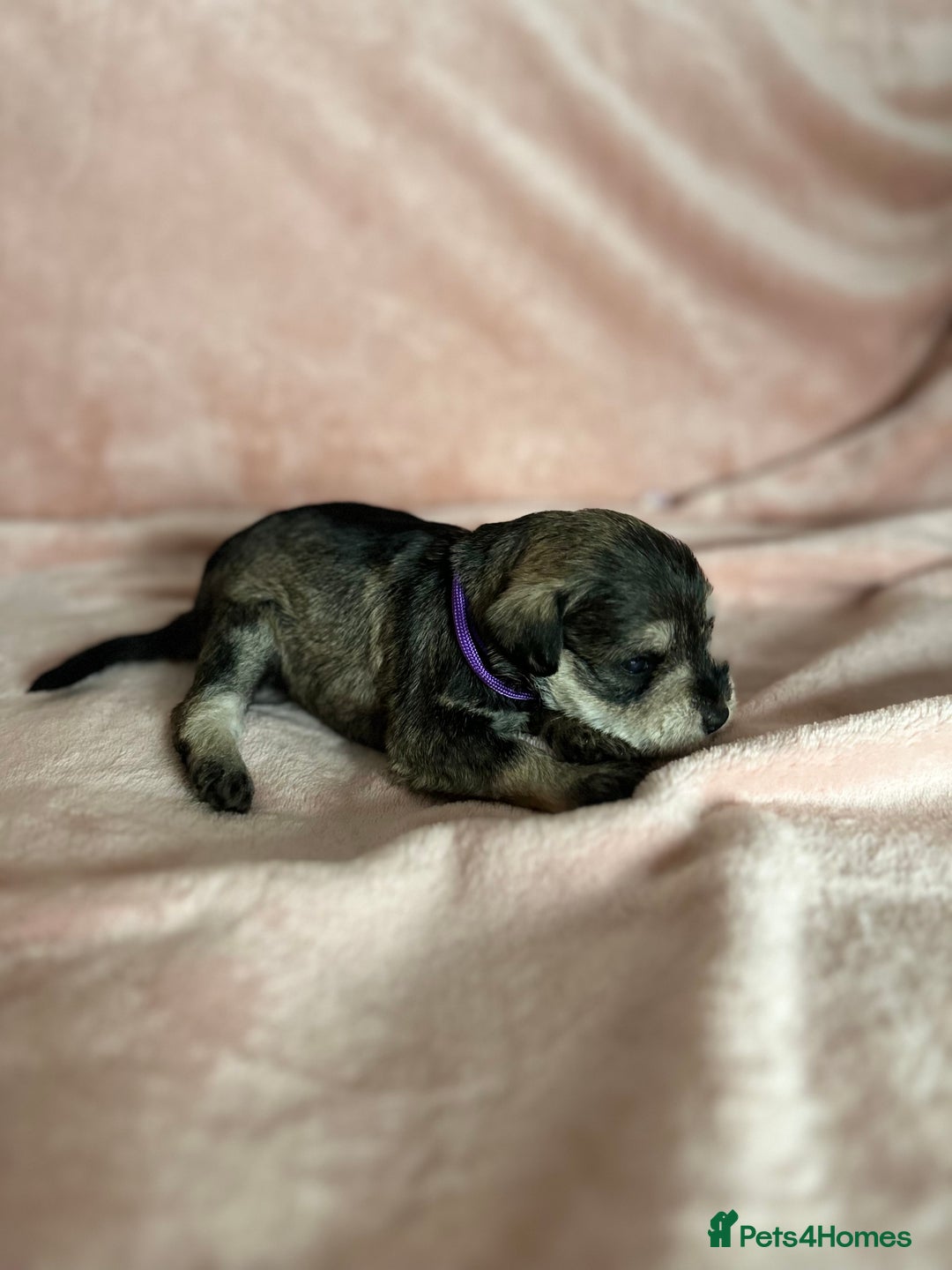 Miniature Schnauzer dogs for sale: OUTSTANDING CHAMPION LINES PUPPIES  - Advert 33