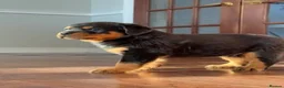 Rottweiler dogs for sale: sdkdjs Perfectly Healthy & Well-Socialized Puppies in Radstock - Advert 1
