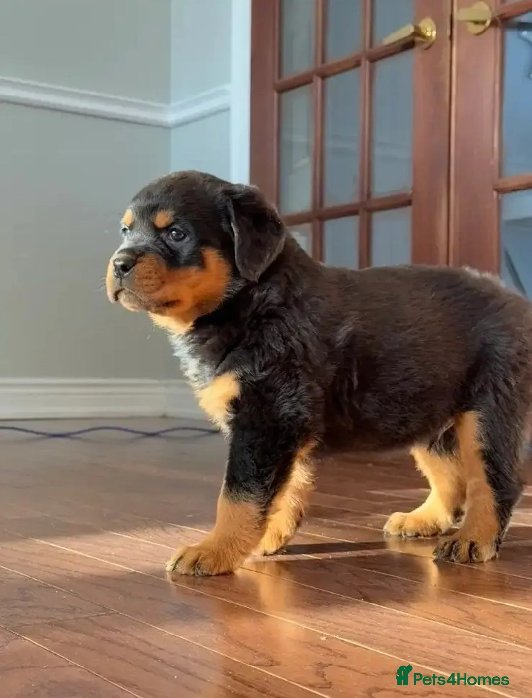 Rottweiler dogs for sale: sdkdjs Perfectly Healthy & Well-Socialized Puppies in Radstock - Advert 1