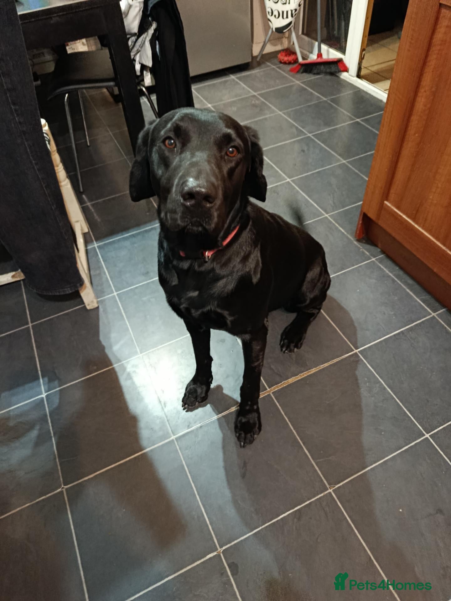 Labrador Retriever dogs Black lab for rehoming  - Advert 1