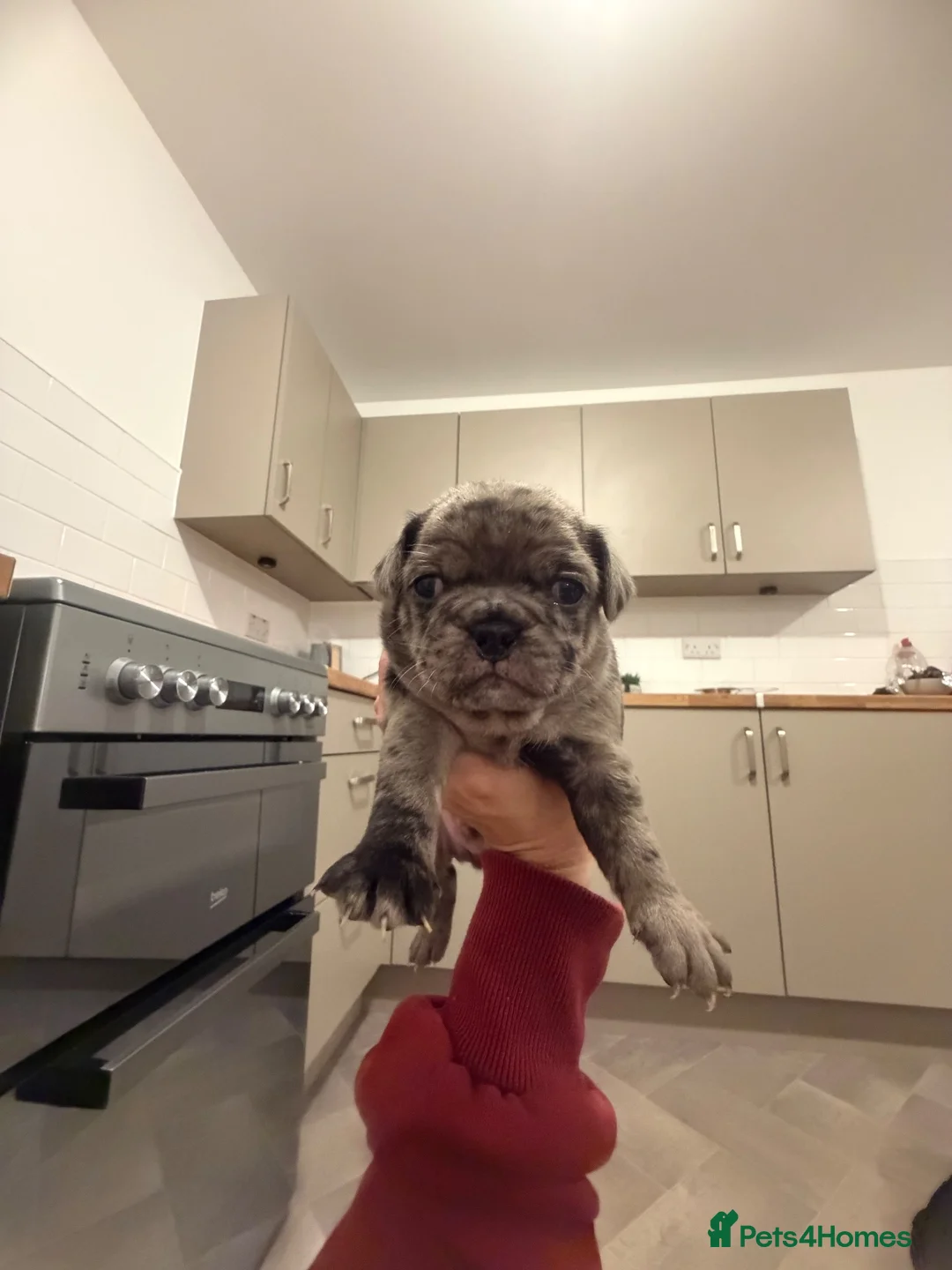 Frug dogs for sale: 🐾💕 BEAUTIFUL FRENCHIE X PUG PUPPIES 💕🐾 - Advert 2