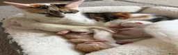 Domestic Shorthair cats for sale: Beautiful Kittens For Sale - Advert 1