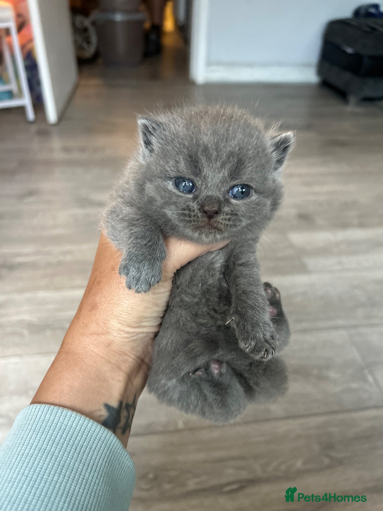 British Shorthair Kitten 3