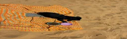 Labrador Retriever dogs for sale: 15 weeks male Labrador puppy - Advert 4
